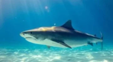 لغز سيدني المحير.. أسباب تزايد هجمات القروش في أستراليا رغم تراجع أعدادها وفصائلها